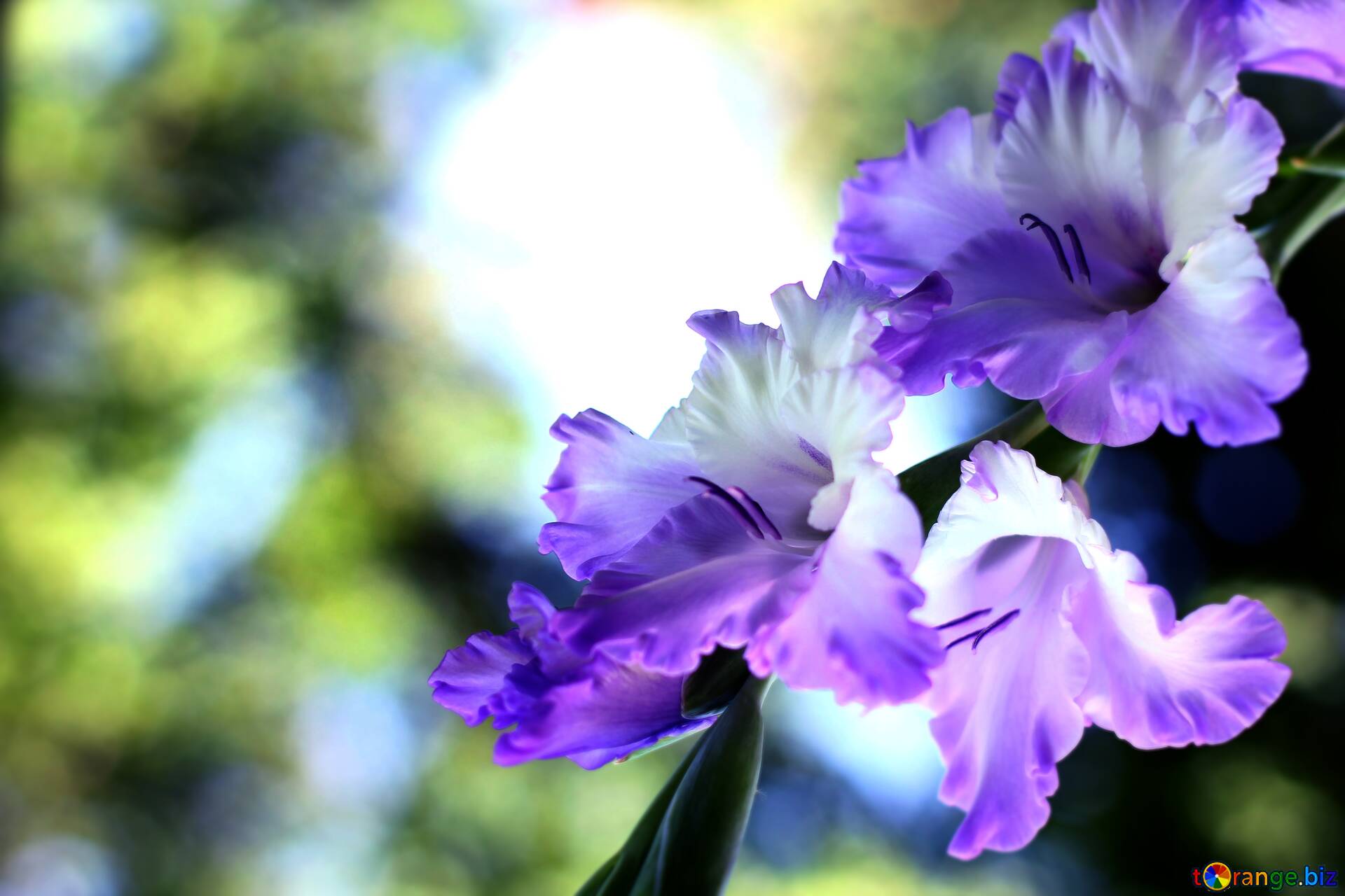  free download picture gladiolus flower hard dark background on cc by