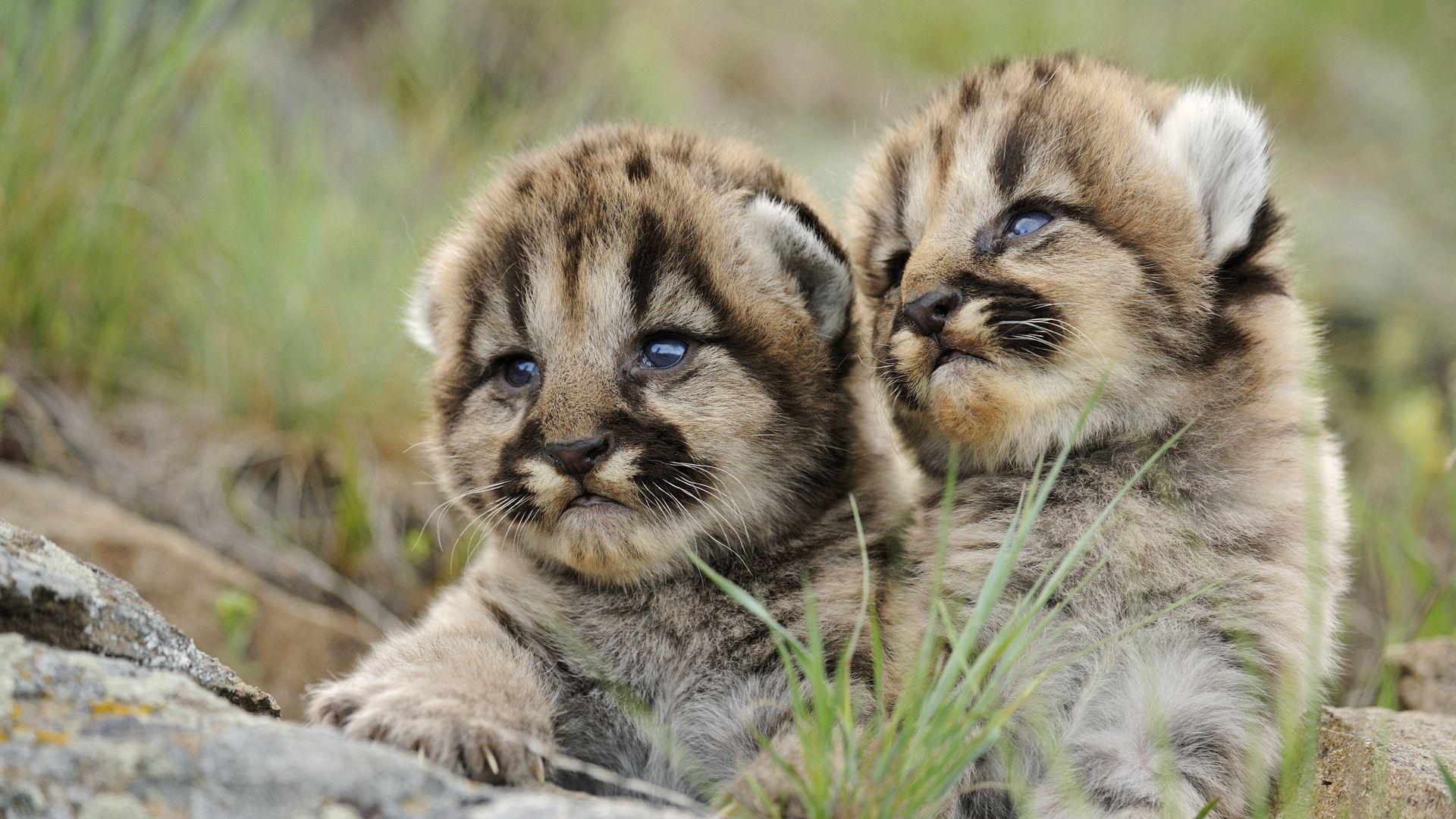 Cougars Cubs Nature Wallpaper For Android Apk