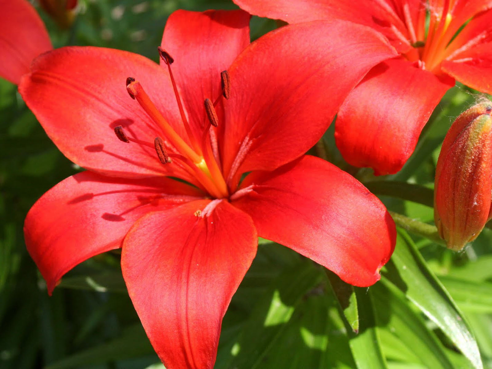  Asiatic Lily Flowers Wallpapers Images Photos and Pictures for 1600x1200