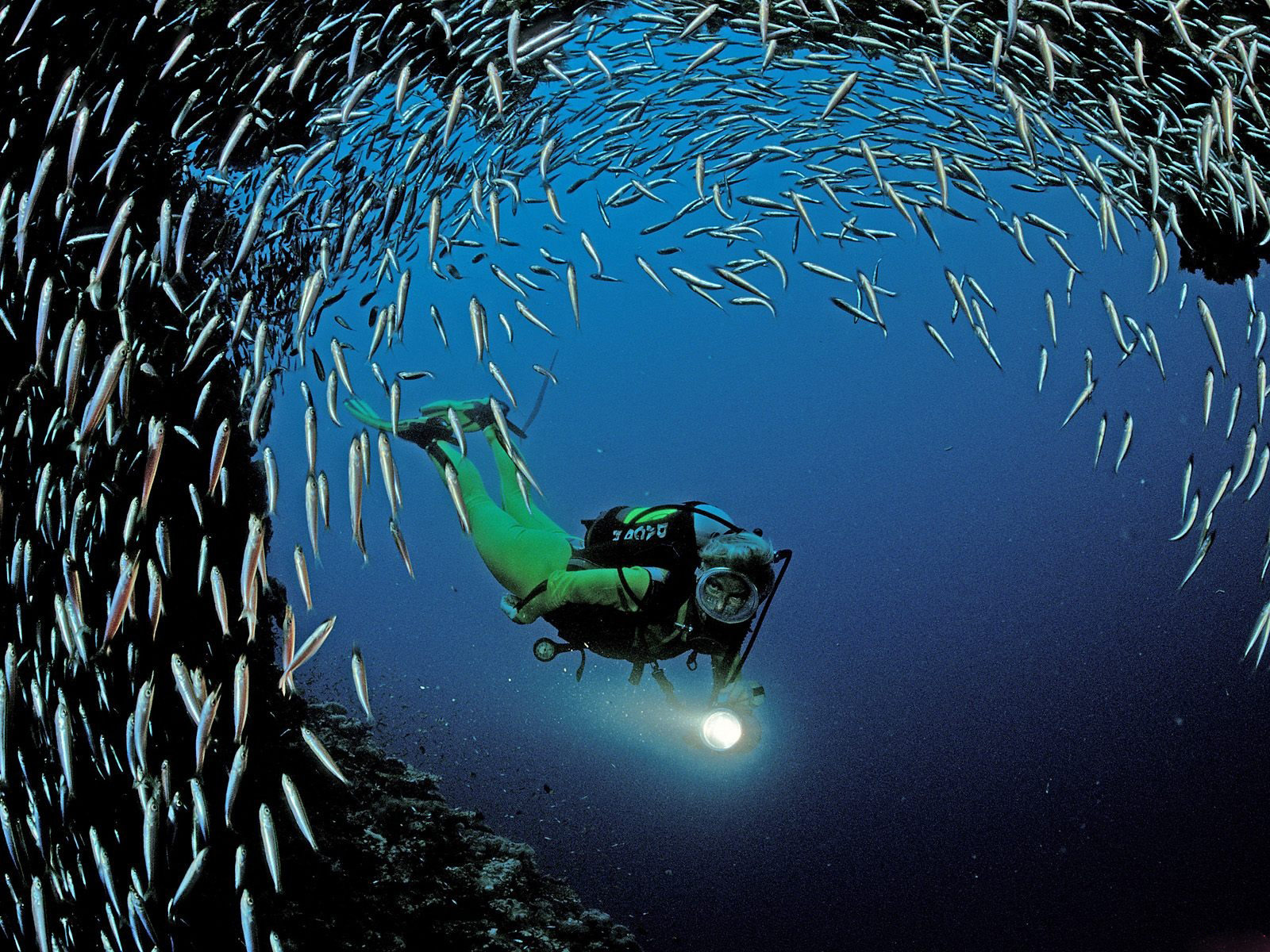 Download Fish Wallpapers wallpaper scuba diving wallpaper