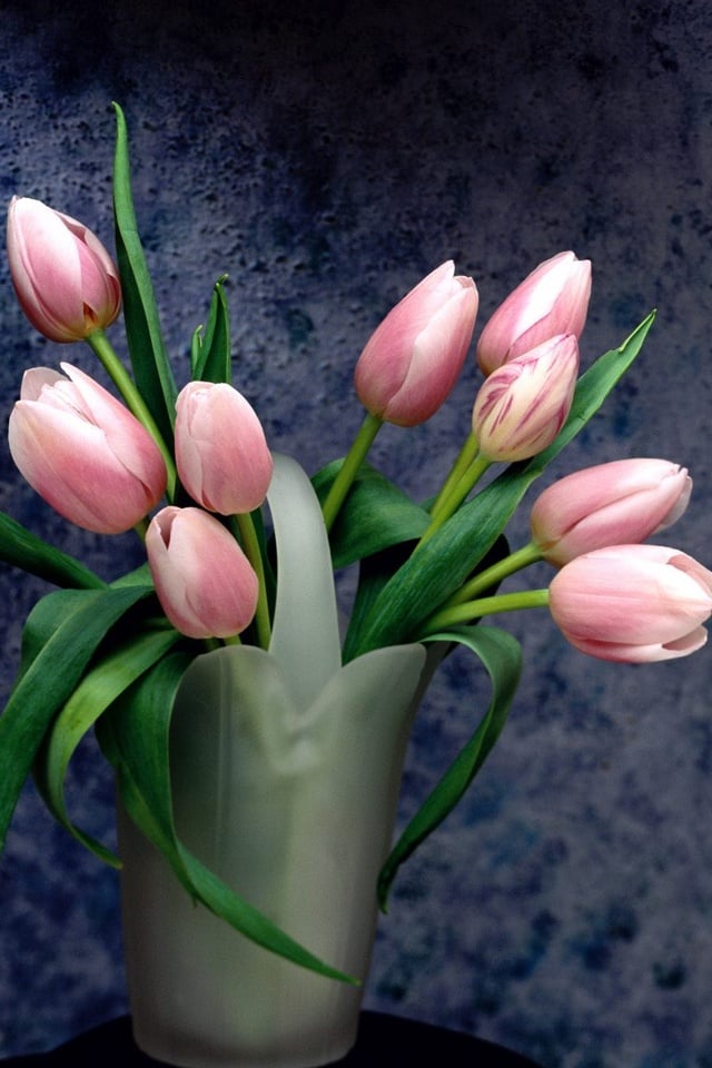Wallpaper for iPhone Tulips