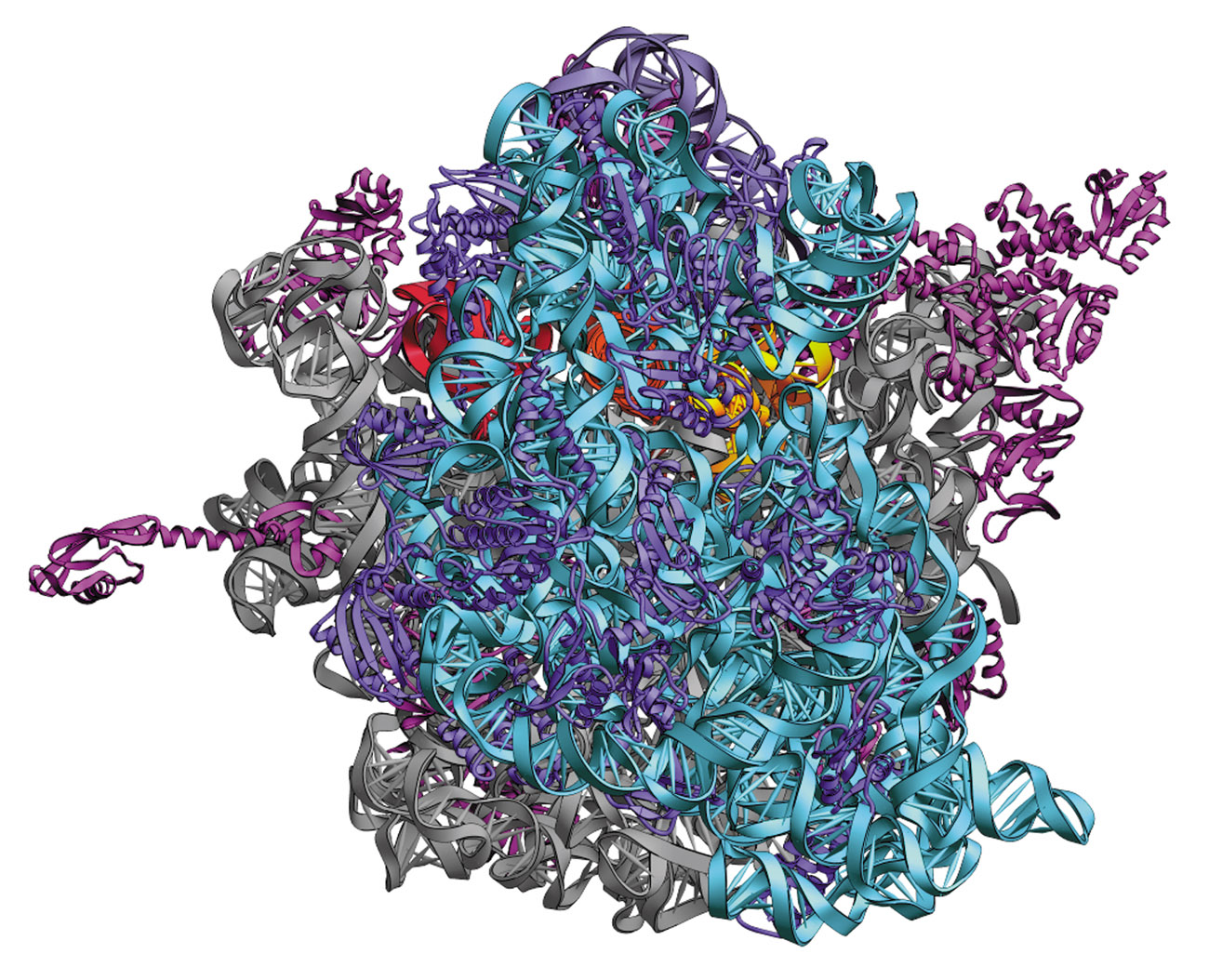 Ribosome Images