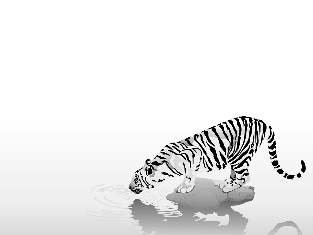 White Tiger Drinking Water Wallpaper Wallpee