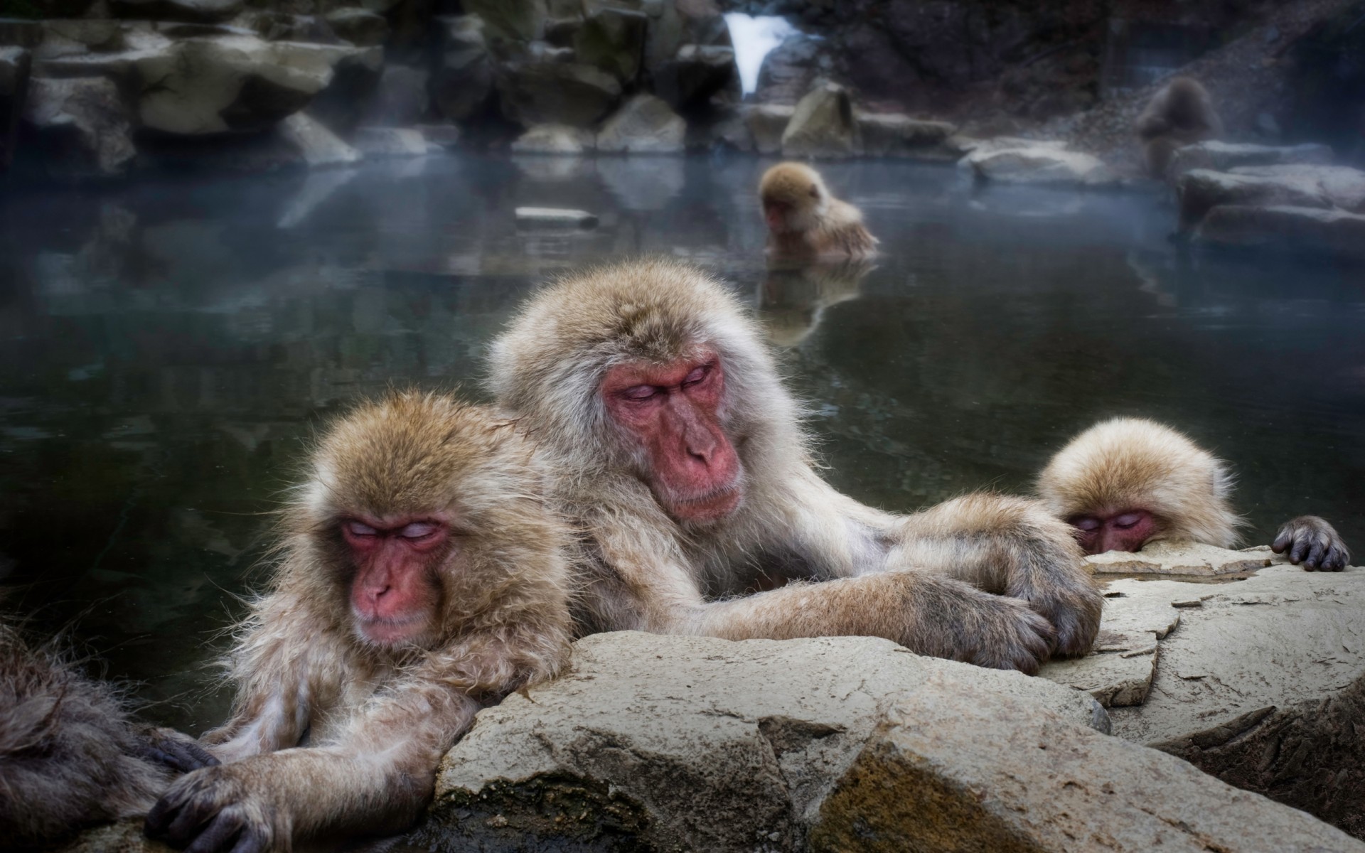 Animals HDr Photography Snow Monkey Japanese Macaque Wallpaper