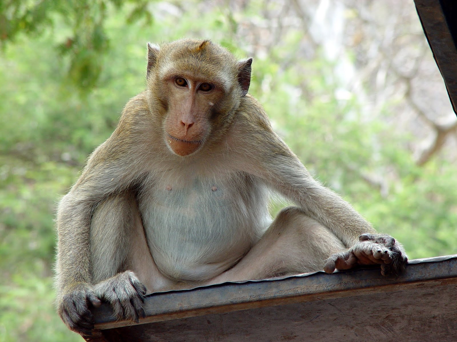 A macaque monkey perched on a metal beam, looking directly at the camera