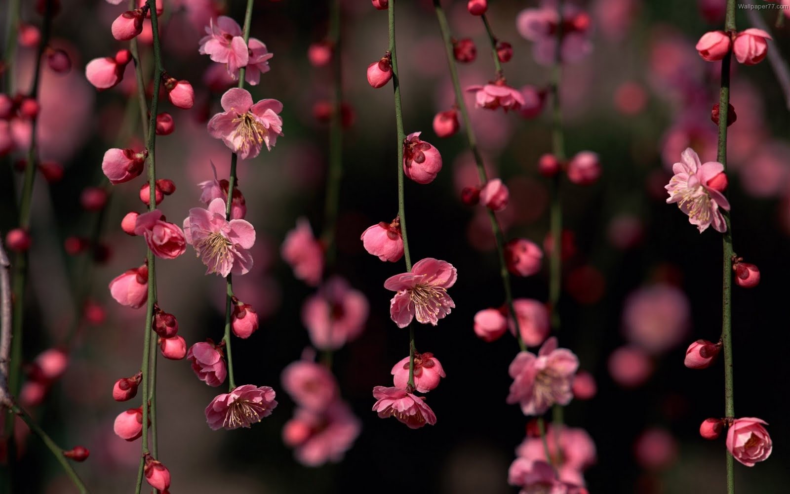 Flowers Wallpaper Pink