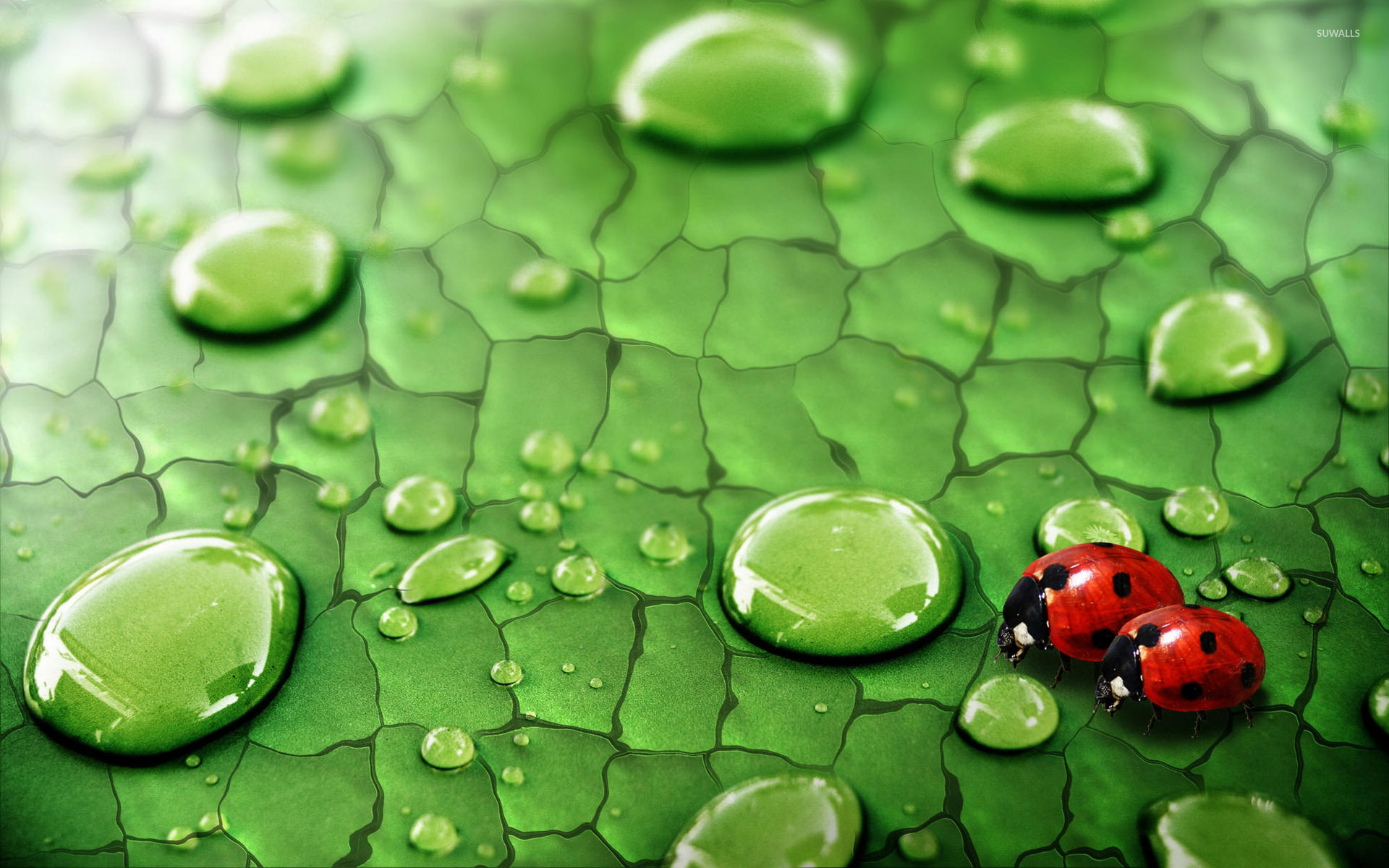 free-download-ladybugs-wallpaper-animal-wallpapers-5096-1920x1200-for