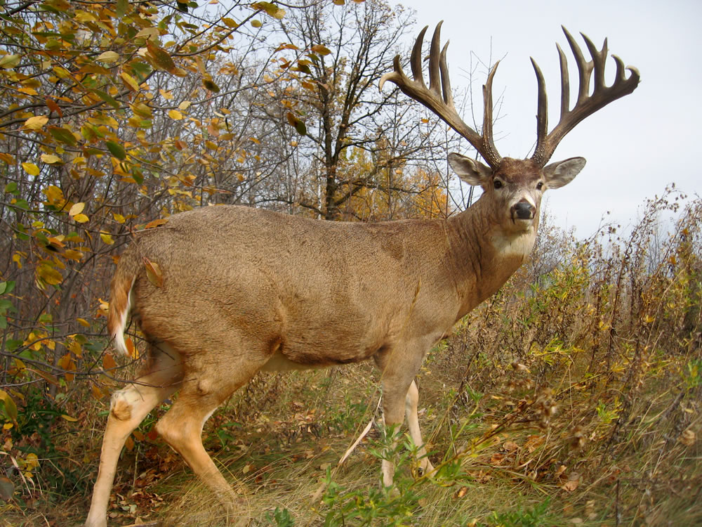 Whitetail Deer Facts And Photos Image