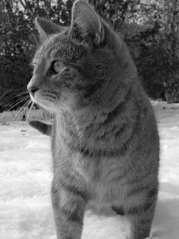 Determined Cat In The Snow Screensaver For Amazon Kindle
