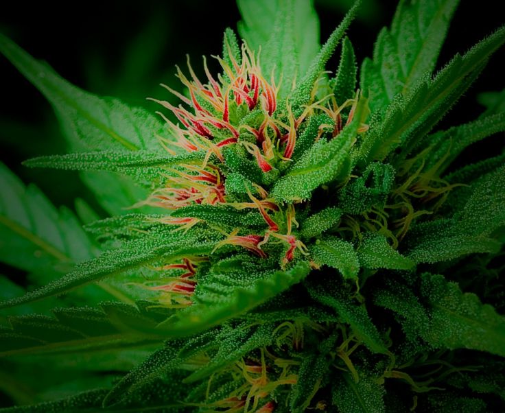 Marijuana Weed Mary Jane Drugs Wallpaper Background