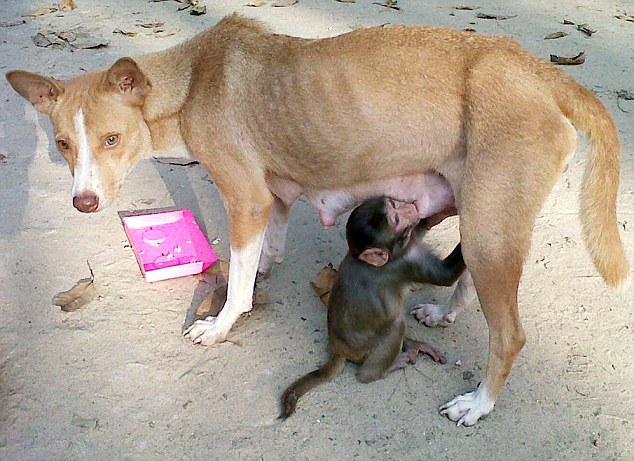 Mintu The Mongrel Adopts Baby Monkey And Suckles It Back To Health In