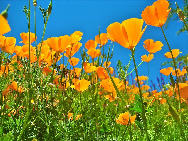 California Poppy Hq Wallpaper Photosz