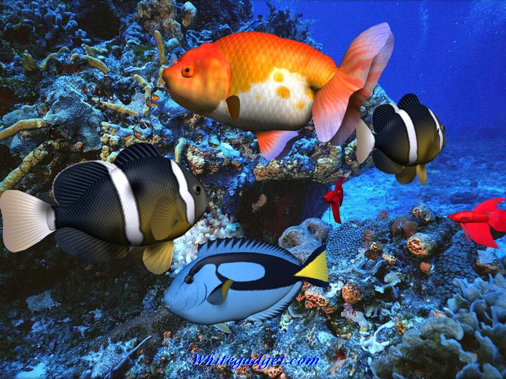 109071d1339742750 Tropical Fish Wallpaper Pics Jpg