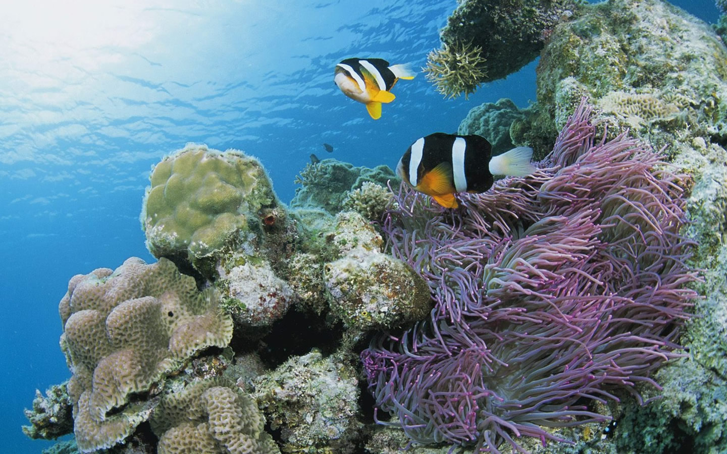 Underwater Fish Wallpaper Jpg