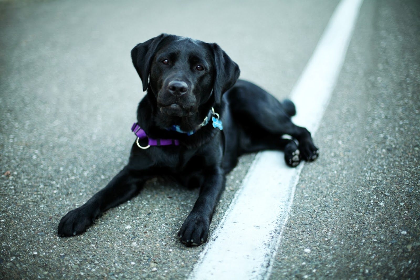 Black Labrador Retriever Wallpaper And Facts Pet Care Tips Advice