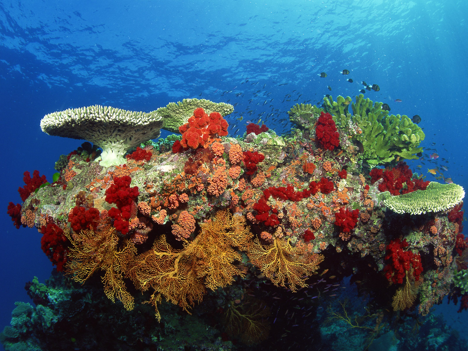 Gorgeous Underwater Coral Reef Wallpaper