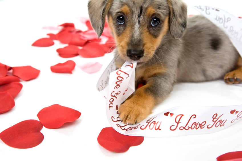 Valentines Day Puppy Wallpaper Valentine Pictures