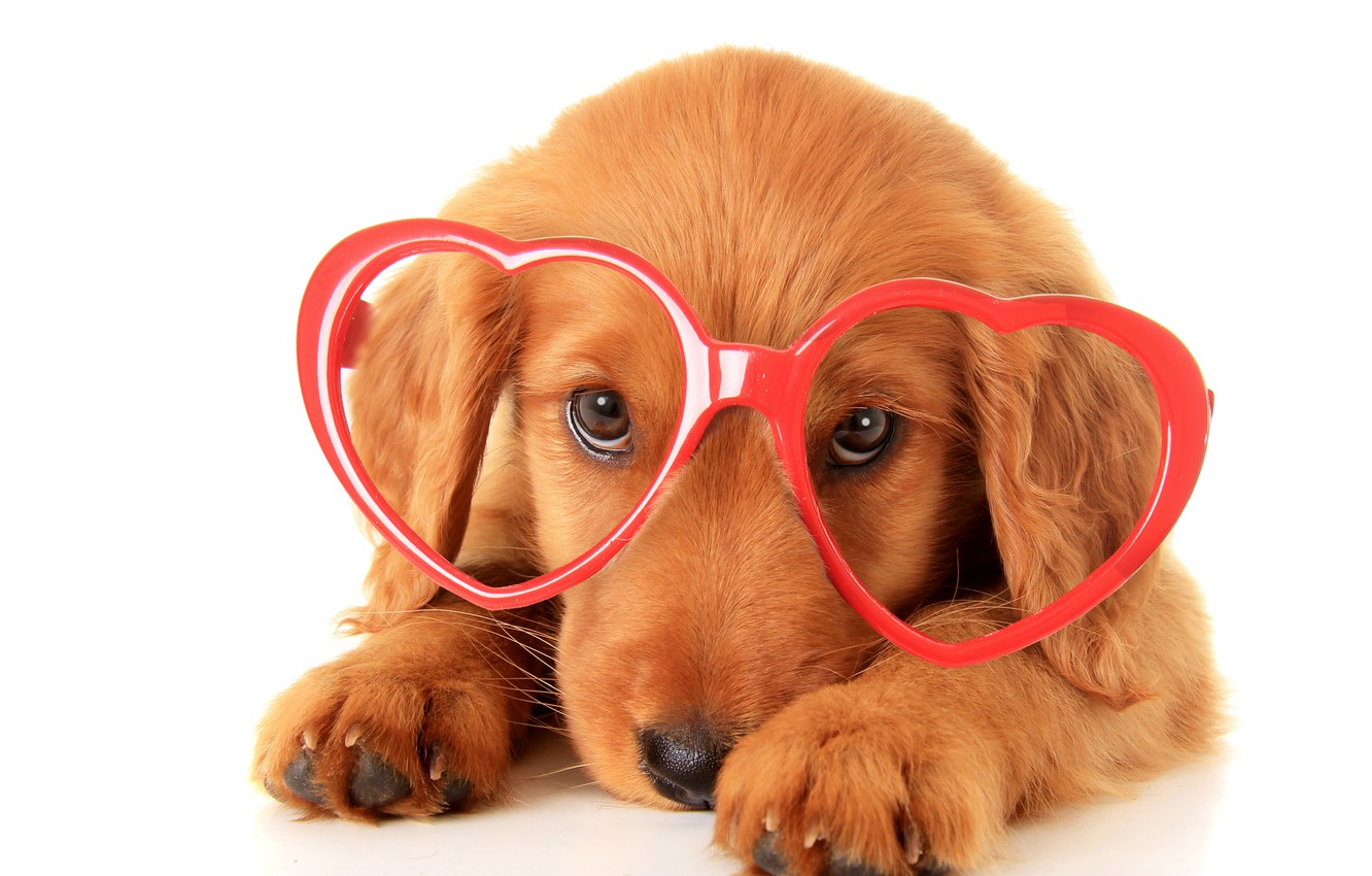 Wallpaper Glasses Puppy Retriever Dogs