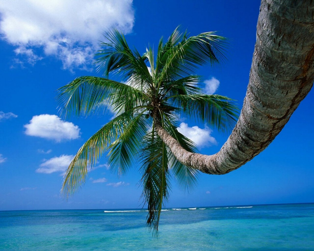 Palm Tree On A Beech Puter Desktop Wallpaper