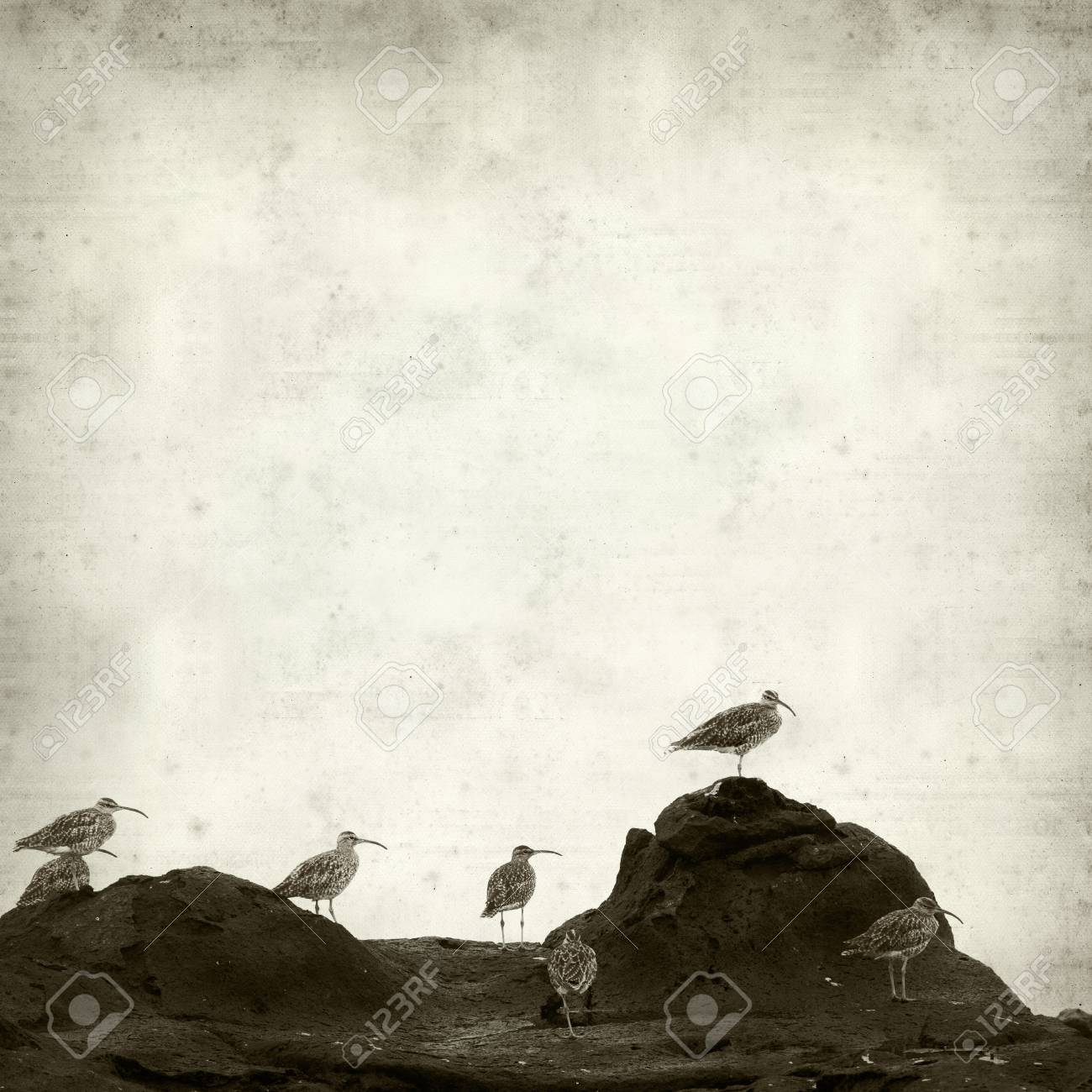 Textured Old Paper Background With Slender Billed Curlew Birds