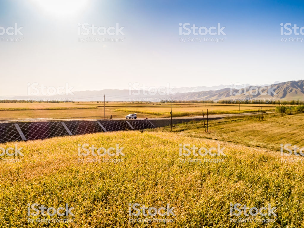 Yellow Field And Blue Sky The Pastoral Landscape Countryside