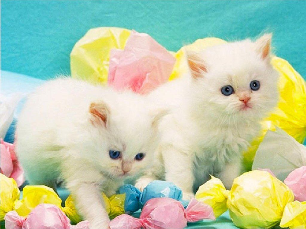 45 Happy Easter Cat Wallpapers   Download at WallpaperBro 1024x768