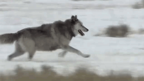 Wolf Running On