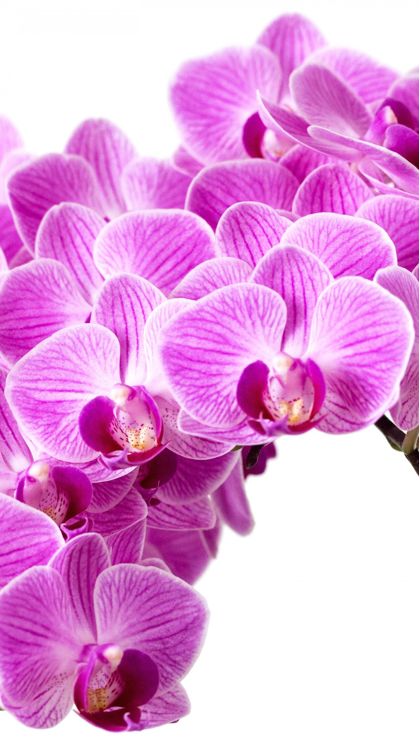 Purple Orchid Wallpaper iPhone Android Desktop Background