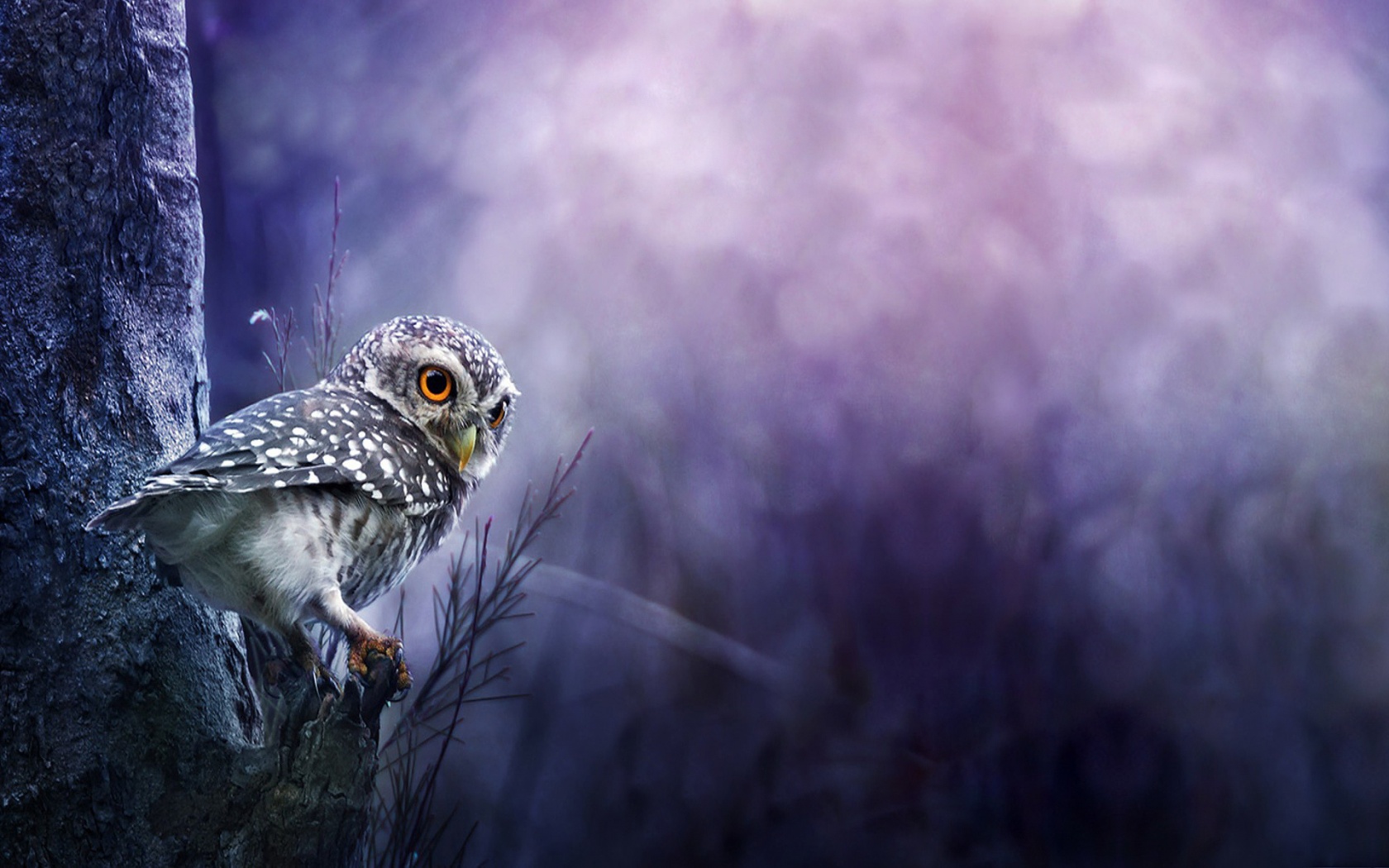 Baby Owl Wallpaper HD High Definition Widescreen
