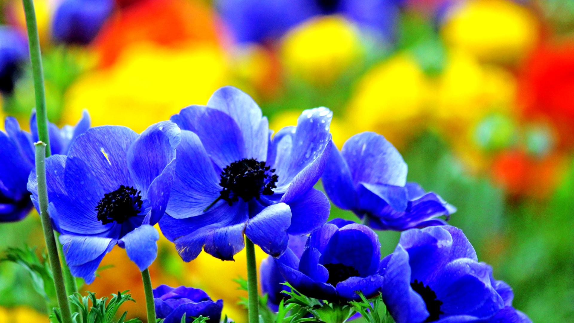 Colorful Flower Wallpaper