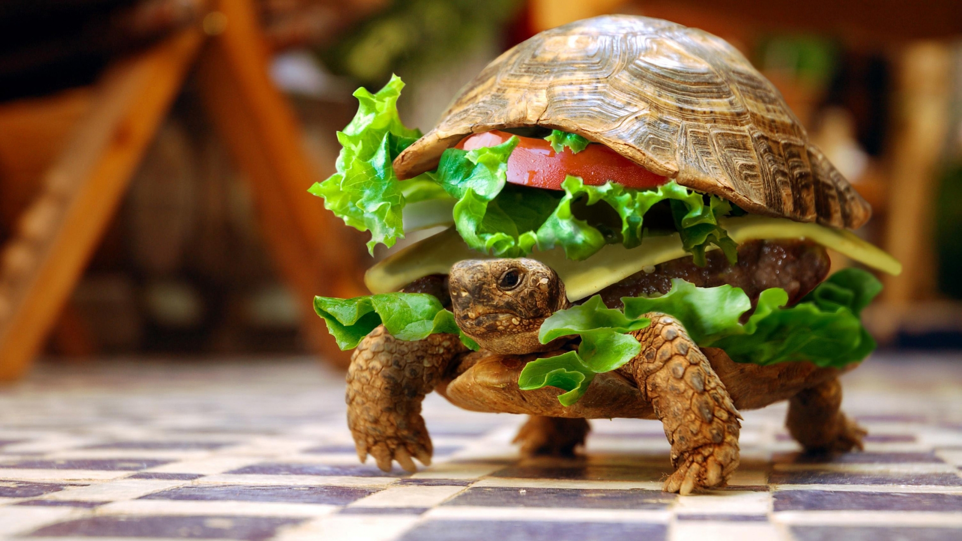 Turtle Schildkr Te Salat Salad Burger Lowbird Der Lowe Bird