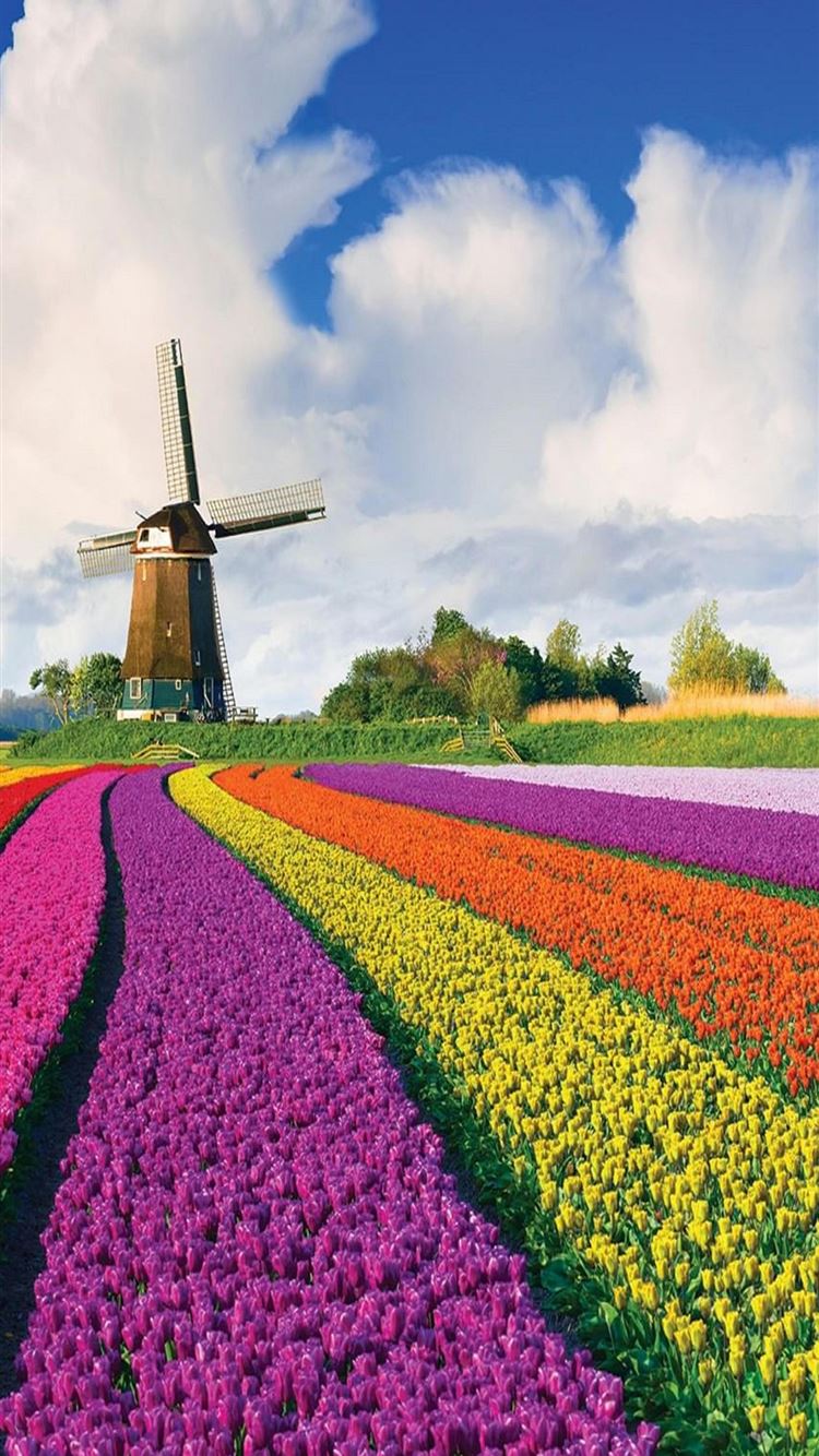Best Tulip Fields Of Herlands iPhone HD Wallpaper