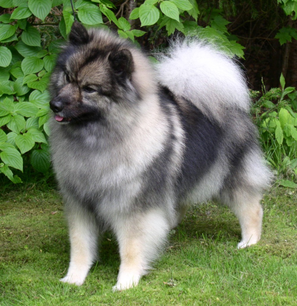 Keeshond History Personality Appearance Health And Pictures