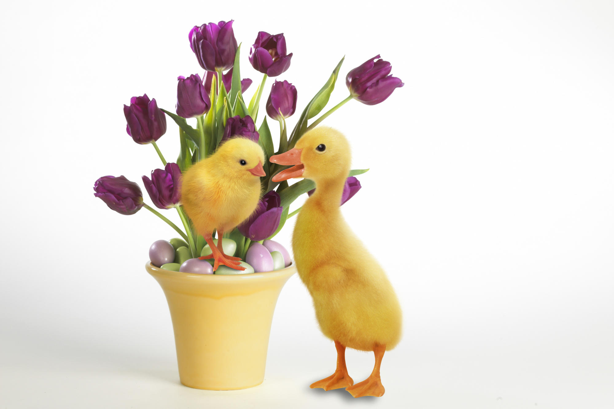Easter Quackers Wallpapers HD Wallpapers