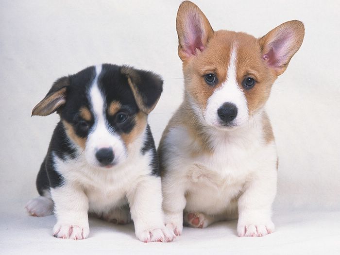 Cute Puppies Two Welsh Ci Dog