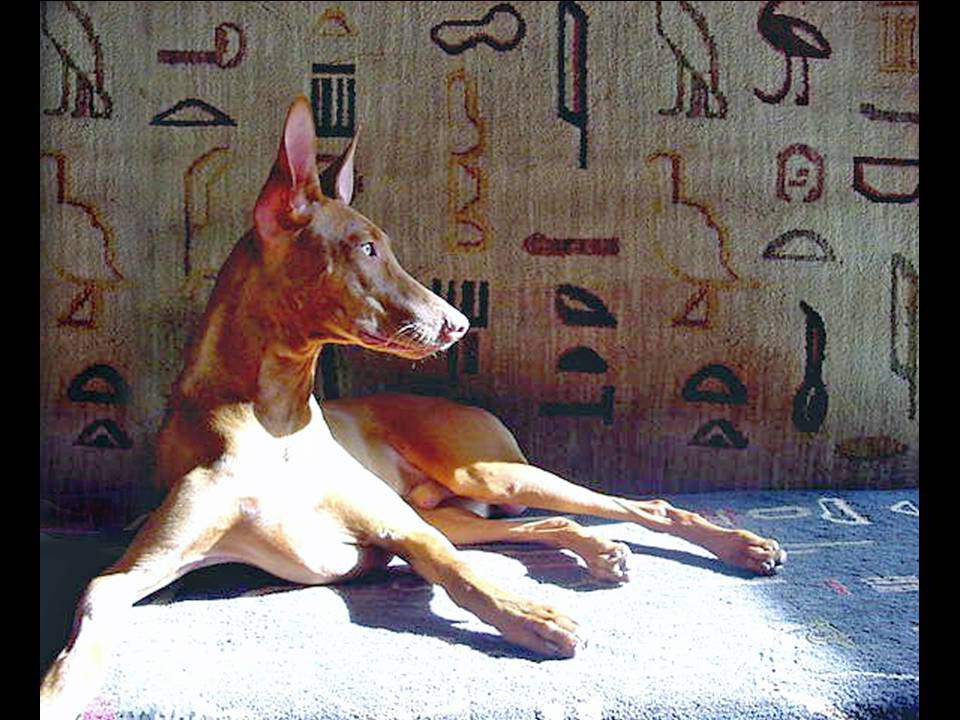 Pharaoh Hound With Hieroglyph Wall Puppies Wallpaper Picture