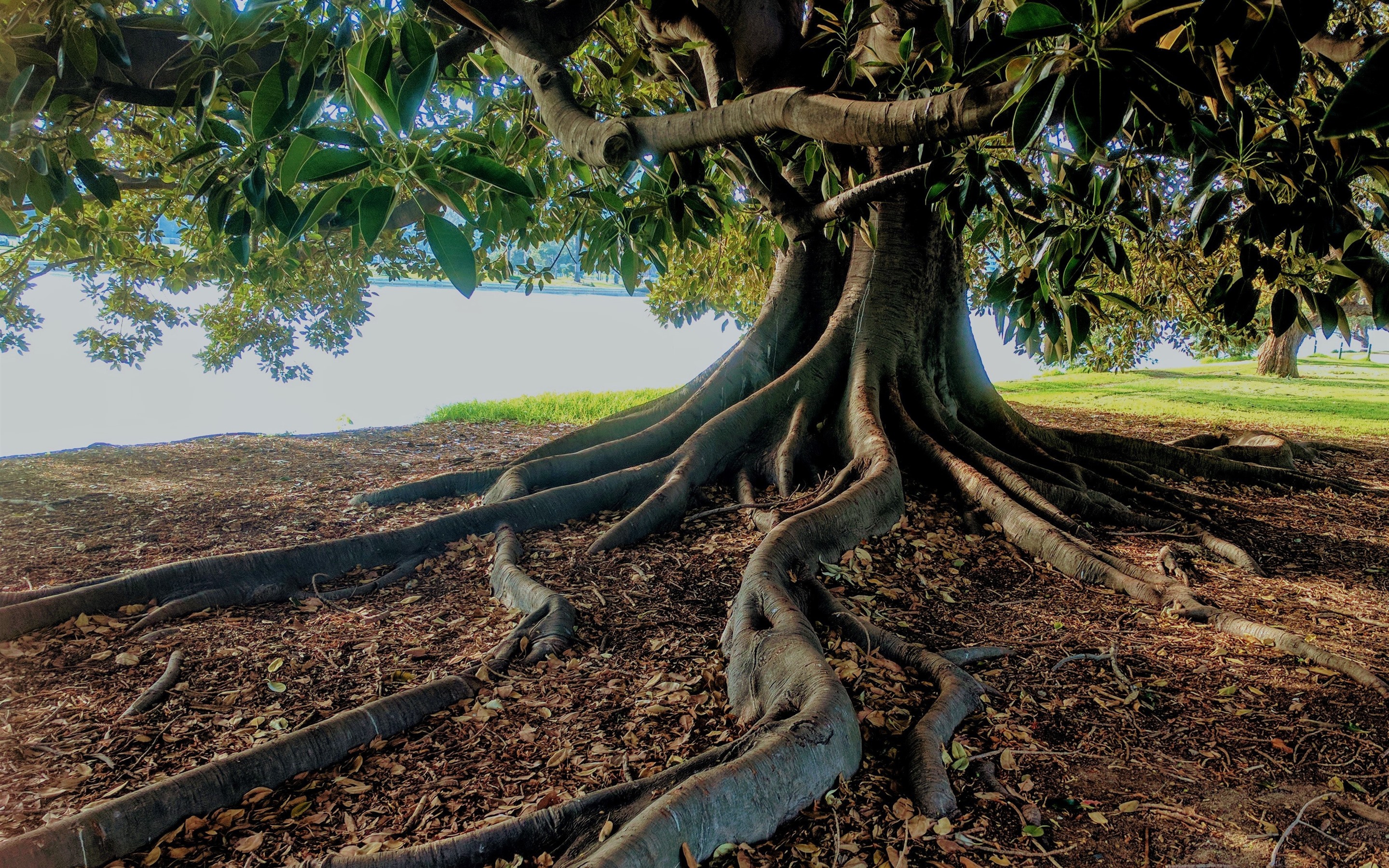 Wallpaper Tree Trunk Roots HD Picture Image
