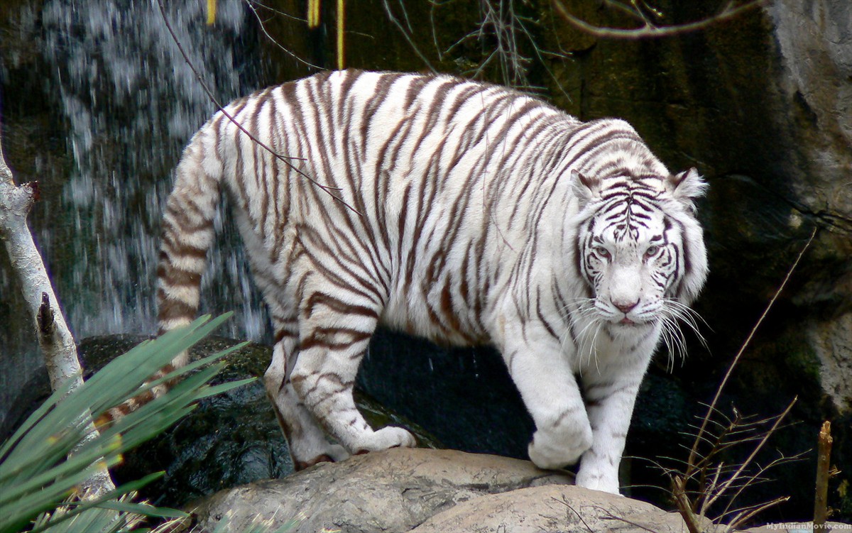 White Tiger Desktop Wallpaper HD