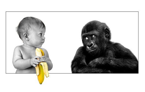 Wallpaper The Person Gorilla Banana Friendship Animals