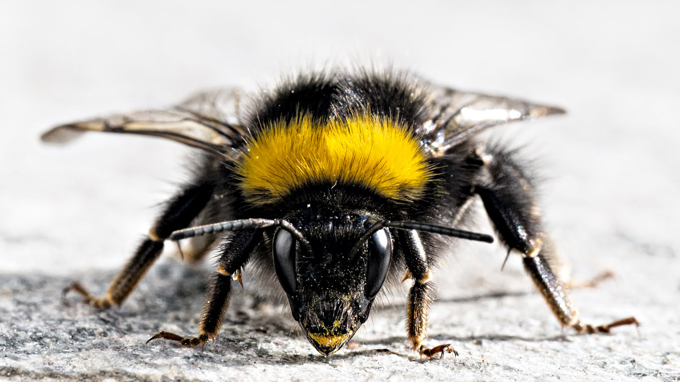 Bee HD Image