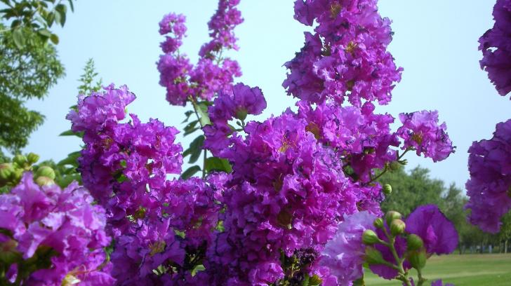 Mauve Flowers And Blue Sky High Quality Resolution
