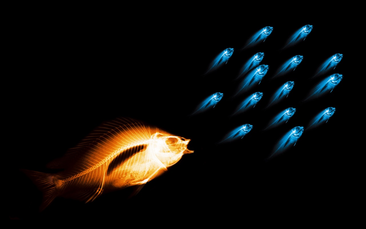 Fish X Ray Desktop Pc And Mac Wallpaper