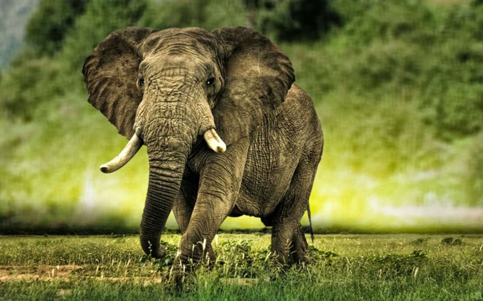 African Elephant Wallpaper