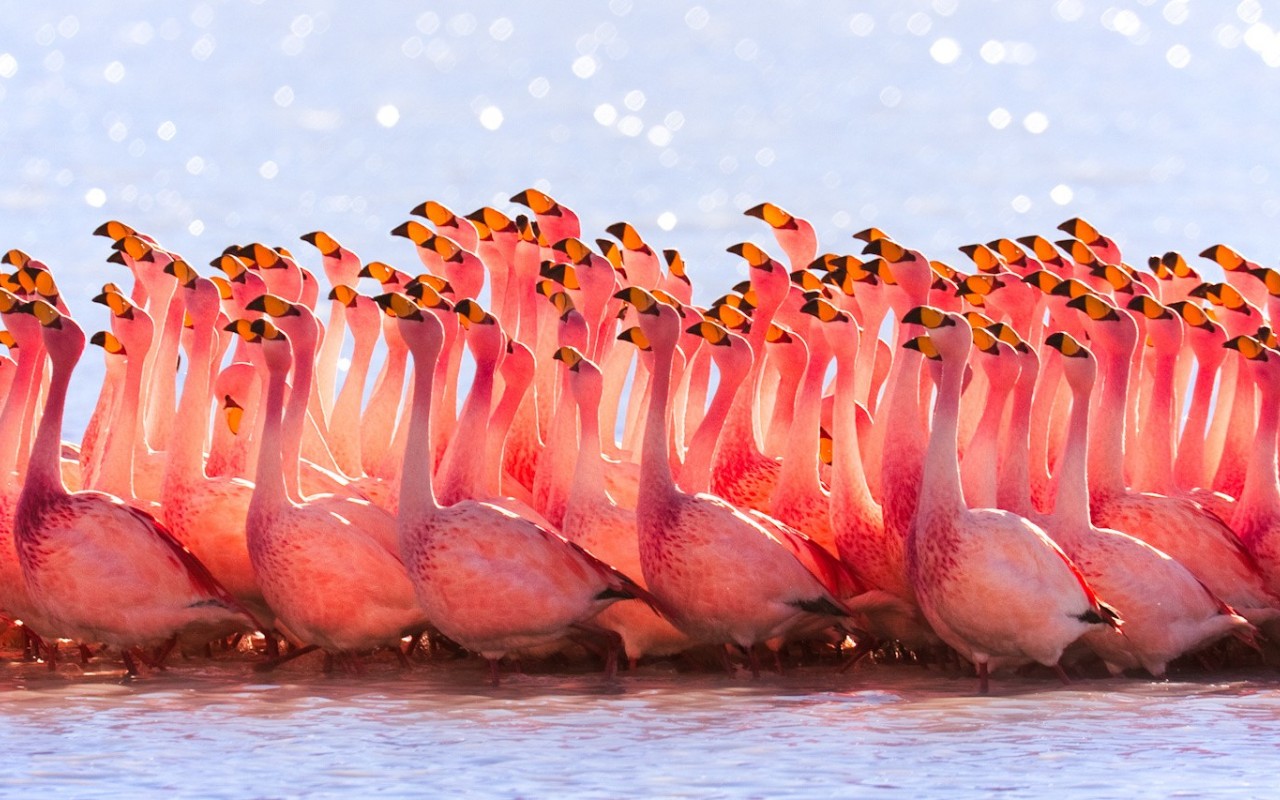 Wallpaper Cute Pink Flamingos Birds HD