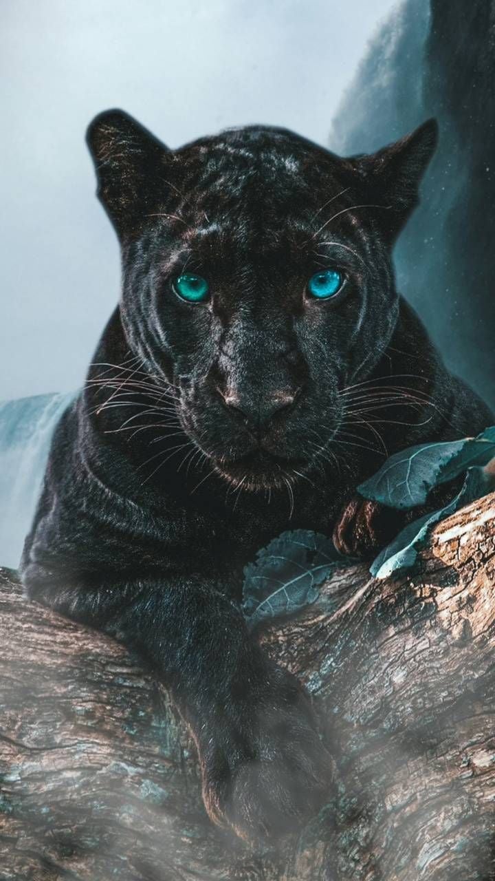 Download panther wallpaper by animals   93   Free on ZEDGE now