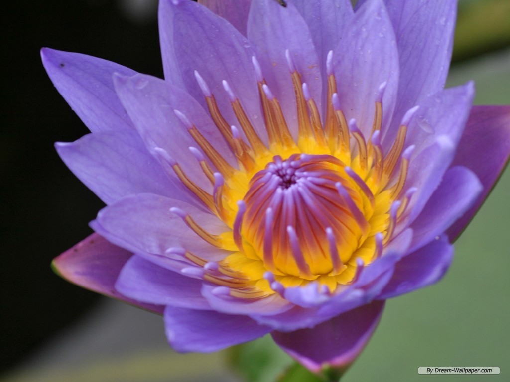 Wallpaper Flower Lotus