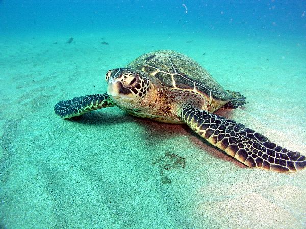 Green Sea Turtle Laying Facts And Information