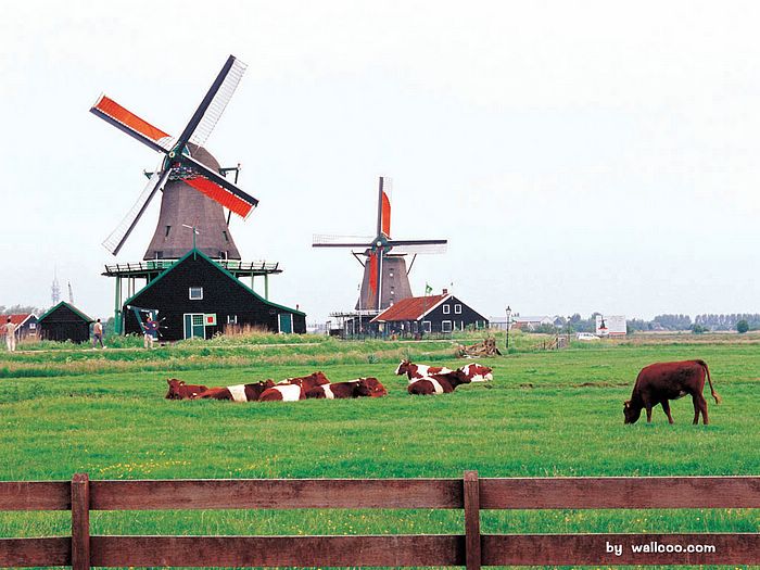 Wallpaper Herlands Travel Photos Dutch Windmills And Rural