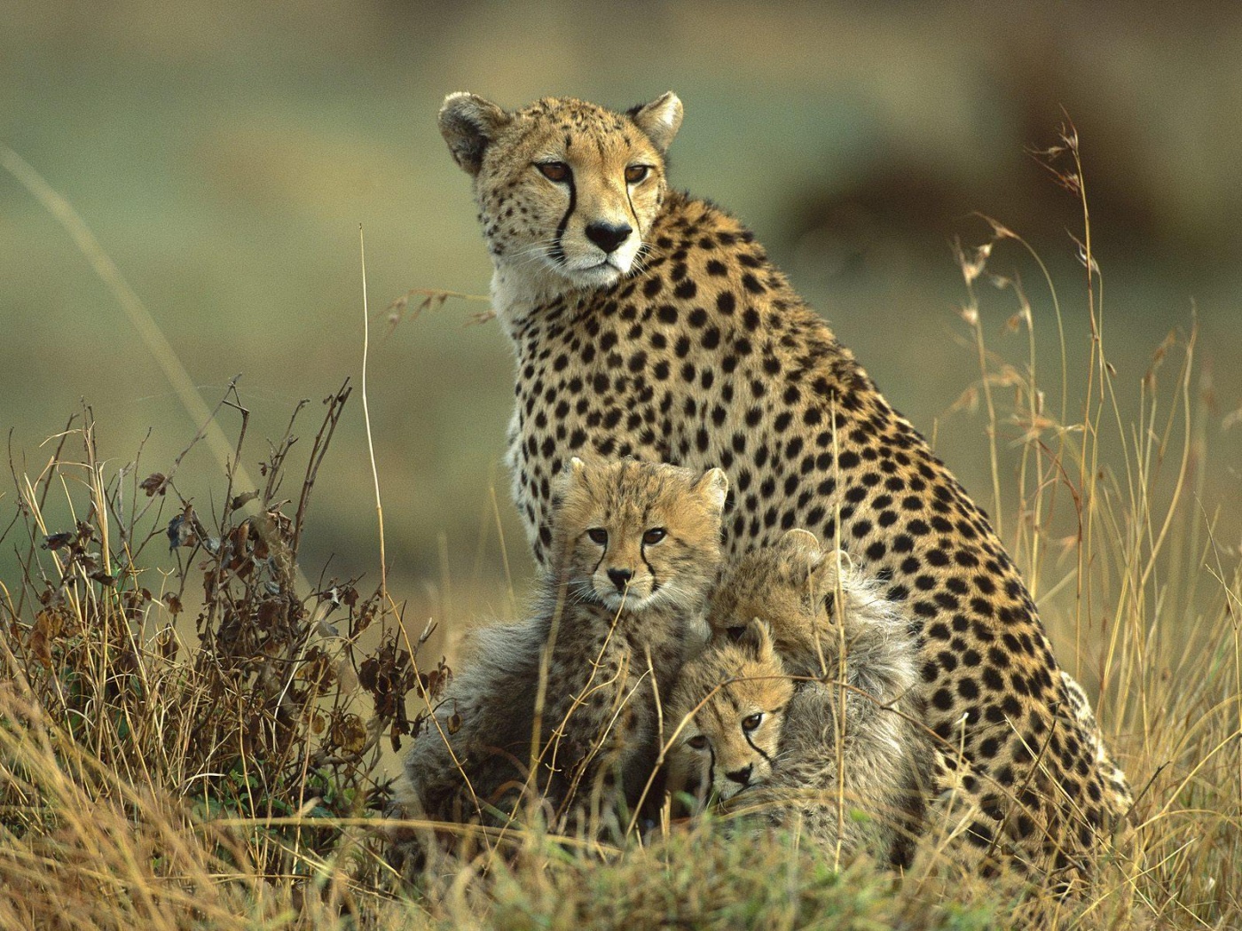 Baby Cheetahs Wallpaper