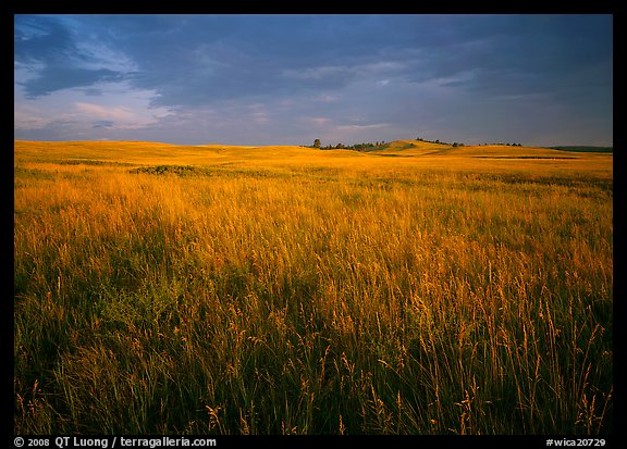 Tall prairie grass and dark sky at Bison Flats early morning Wind 576x413